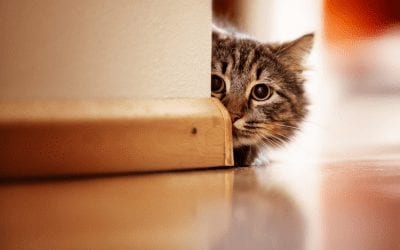 La curiosidad mató al gato